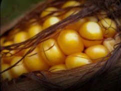 Capacitatea rezilierii: pilonul dezvoltării comunității